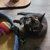 Photo of Mona Lisa **2nd Chance Cat Rescue**