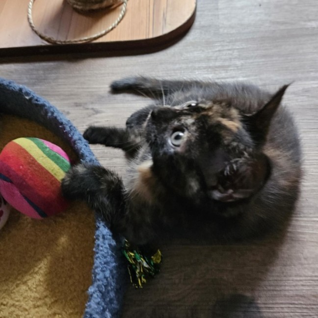 Photo of Mona Lisa **2nd Chance Cat Rescue**