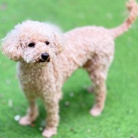 Photo of Millie