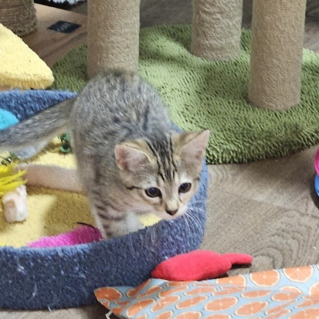 Photo of Polly **2nd Chance Cat Rescue**