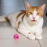 Photo of Prada