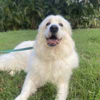 Photo of Eddie *$150 Adoption Fee*