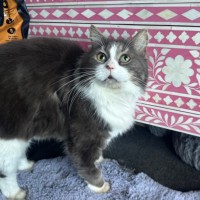 Photo of Mr Fluffaluffagus