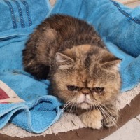 Photo of Sadira