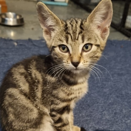 Ezra - Domestic Short Hair (DSH) Cat