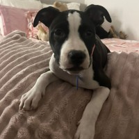 Photo of Ivy 