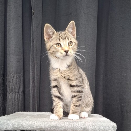 Troy - Domestic Short Hair (DSH) Cat
