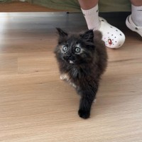 Photo of Toffee