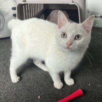 Photo of Sol *9 Lives Project Rescue*