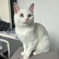 Photo of Sol *9 Lives Project Rescue*