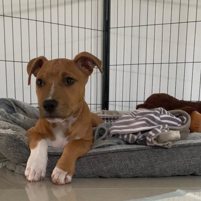 Photo of Benji