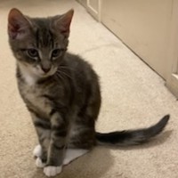 Photo of Ranger *9 Lives Project Rescue*