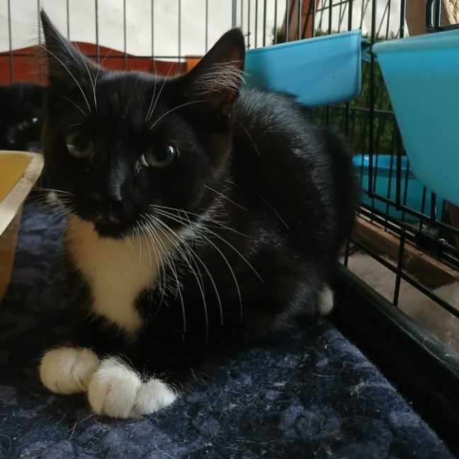 Photo of Rodenei *9 Lives Project Rescue*