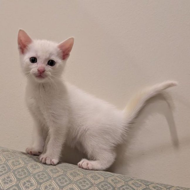 Photo of Air Fryer *Meet Me At Pet Stock Kingsford*