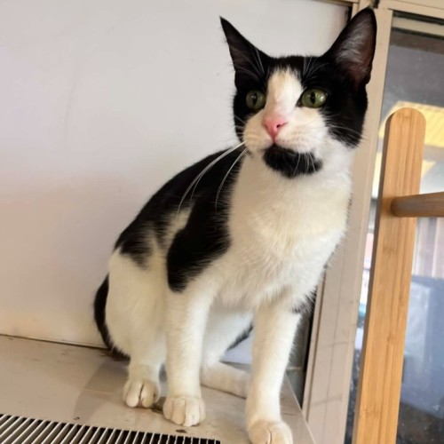 Clawdia Schiffer - Domestic Short Hair (DSH) Cat