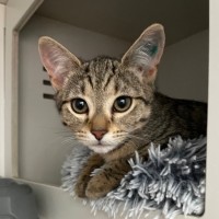 Photo of Curie *Meet Me At Petstock Kingsford*