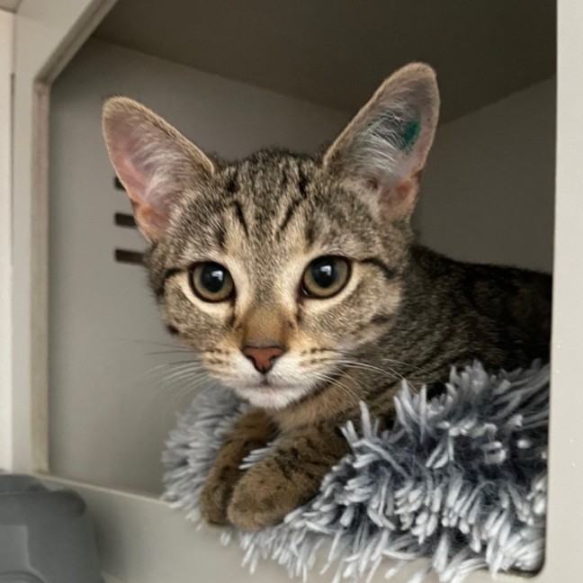 Photo of Curie *Meet Me At Petstock Kingsford*