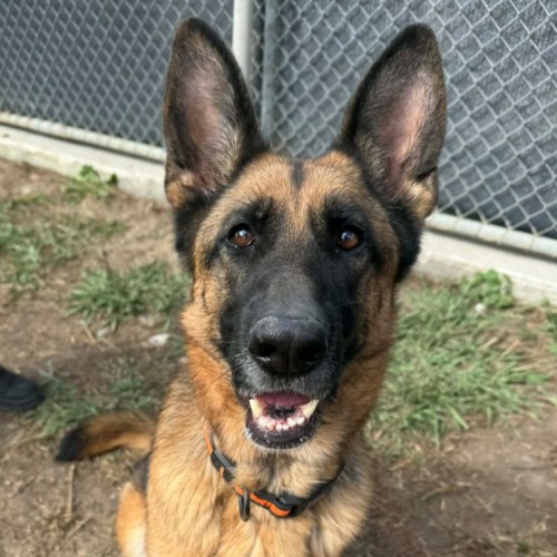 Katie - German Shepherd Dog