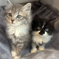 Photo of 💫 Cosmo 💫