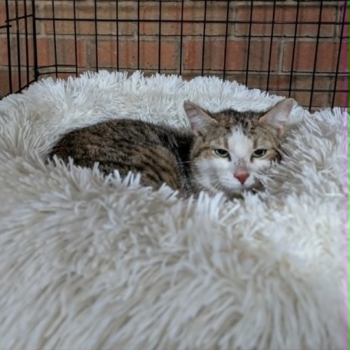 Austin (Farm Home) - Domestic Medium Hair (DMH) Cat