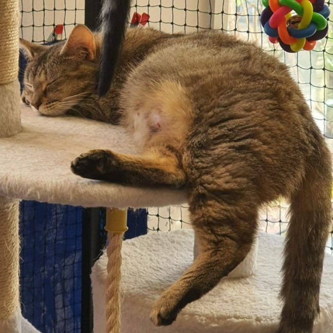 Photo of Jewell ** 2nd Chance Cat Rescue  **