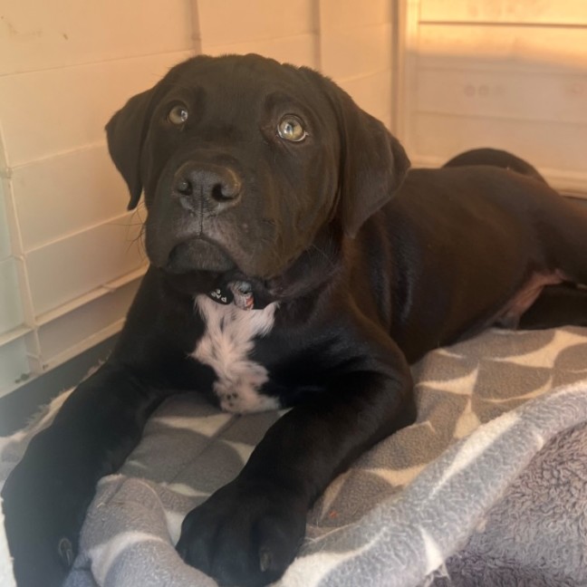 Photo of D1193 Digger