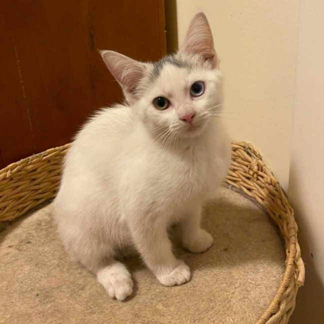 Photo of Ellie *9 Lives Project Rescue*