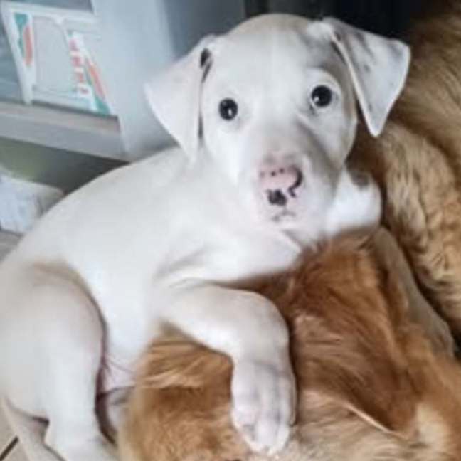 Photo of Marshmallow