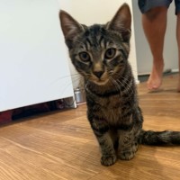 Photo of Pebbles *9 Lives Project Rescue*