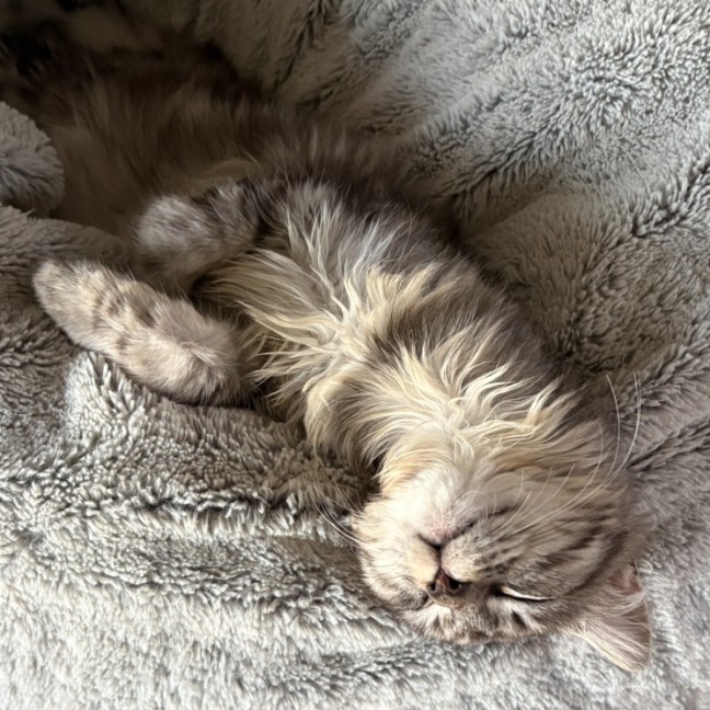 Photo of Amber