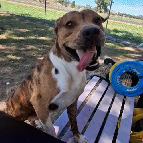 Diego - Staffordshire Bull Terrier Dog