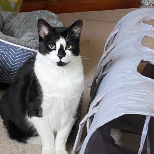Ariki* 9 Lives Project Rescue* - Domestic Short Hair (DSH) Cat