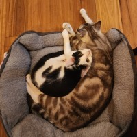 Photo of Haloumi