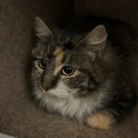 Photo of Cora *9 Lives Project Rescue*
