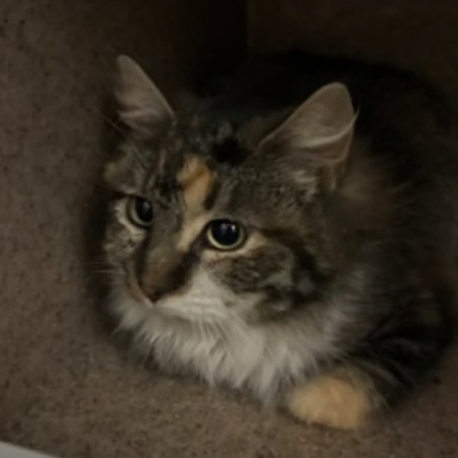 Photo of Cora *9 Lives Project Rescue*