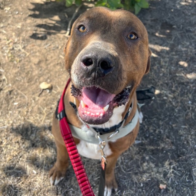 Photo of Mojo