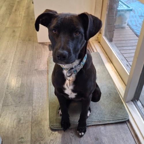 Sunrise - Border Collie x Staffordshire Bull Terrier Dog