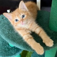 Photo of 🍑 Peach 🍑