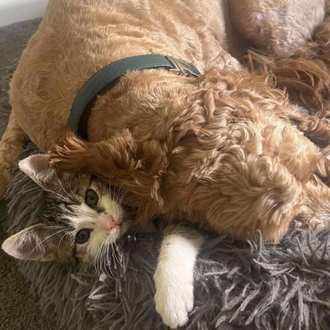 Photo of Miss Mittens