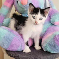 Photo of 🐭 Mickey 🐭