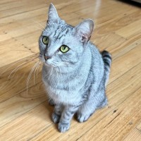 Photo of Mishka *9 Lives Project Rescue*