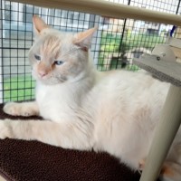 Photo of Romeo