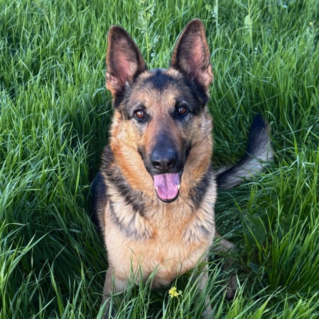 Photo of Trixie