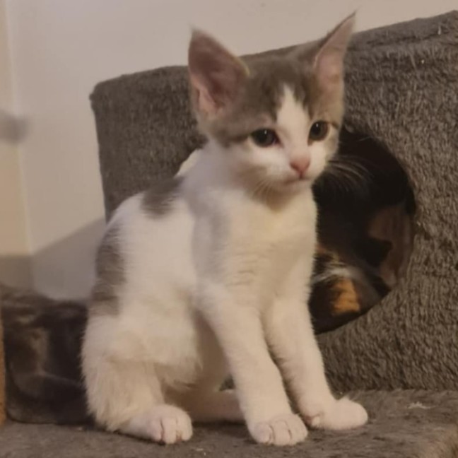 Photo of Cookies *9 Lives Project Rescue*