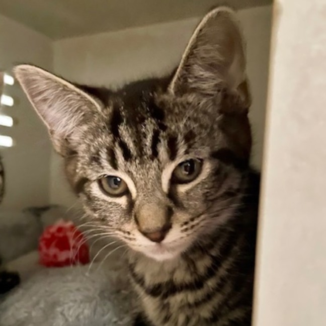 Photo of Spanner *Meet Me At Petstock Double Bay*