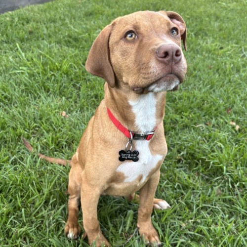 Caradoc - Staffordshire Bull Terrier Dog