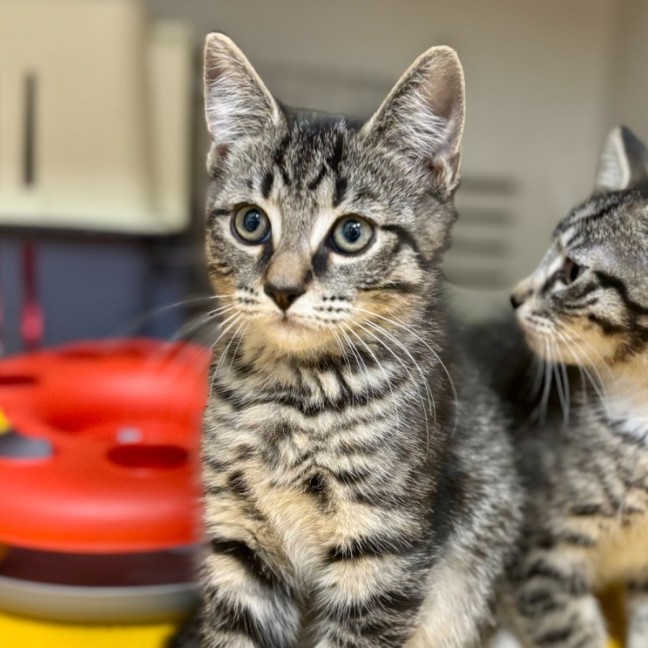 Photo of Drillbit *Meet Me At Petstock Double Bay*