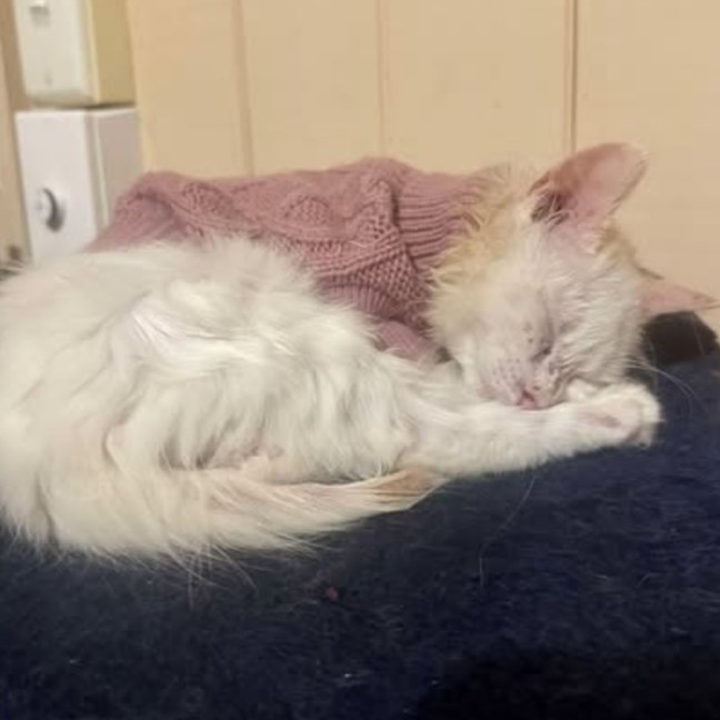 Photo of Gizmo