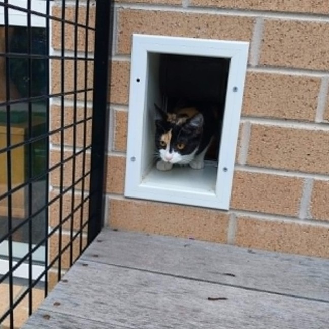 Photo of Heidi *9 Lives Project Rescue*