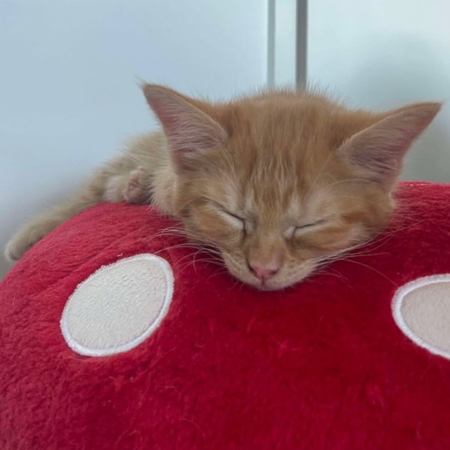 Photo of 🍑 Peach 🍑